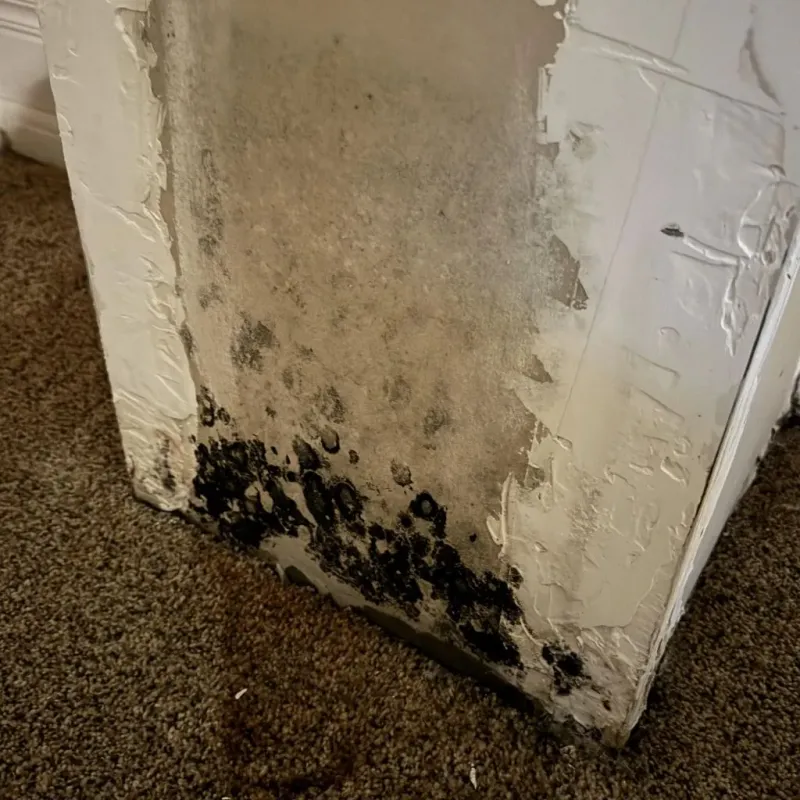 Professional Mold Removal in Monongahela, PA